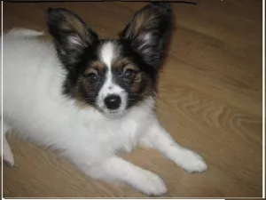 Photo №3. Wonderful little papillon boy. Continental Toy Spaniel - PapillonDog Butterfly.. Russian Federation