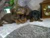 Photo №1. dachshund - for sale in the city of Velikiye Luki | 341$ | Announcement № 8460