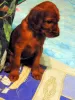 Photo №4. I will sell irish setter in the city of Новомосковск. breeder - price - 521$