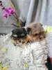 Photo №2 to announcement № 103338 for the sale of pomeranian - buy in United States private announcement