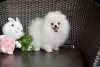 Photo №1. pomeranian - for sale in the city of Baltimore | negotiated | Announcement № 113610