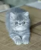 Photo №2 to announcement № 53659 for the sale of exotic shorthair - buy in Finland 