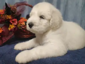 Additional photos: South Russian Shepherd Puppies