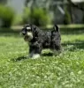 Photo №1. schnauzer - for sale in the city of Bačka Topola | 158$ | Announcement № 108884