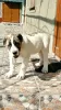 Photo №3. Central Asian Shepherd puppy. Moldova