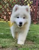 Photo №1. samoyed dog - for sale in the city of Wadowice | negotiated | Announcement № 120038