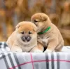 Additional photos: Shiba Inu puppies