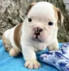 Photo №3. English bulldog puppies available for you. Sweden