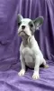 Additional photos: French bulldog puppies