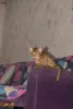 Photo №2 to announcement № 7634 for the sale of abyssinian cat - buy in Russian Federation from nursery