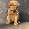 Photo №1. dogue de bordeaux - for sale in the city of Крефельд | negotiated | Announcement № 103483