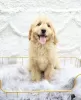 Additional photos: Golden retriever