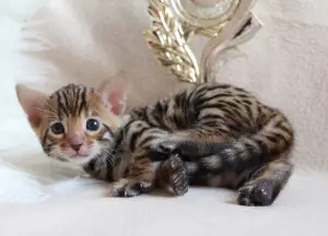 Additional photos: Bengal kittens with pedigree