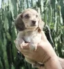 Additional photos: Dachshund puppies