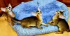 Photo №1. abyssinian cat - for sale in the city of Москва | 1302$ | Announcement № 123569