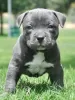 Photo №1. american pit bull terrier - for sale in the city of Copenhague | negotiated | Announcement № 97850