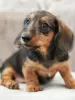 Photo №4. I will sell dachshund in the city of Minsk. from nursery - price - 800$