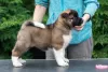 Additional photos: American Akita Puppies