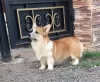 Additional photos: welsh corgi pembroke