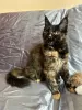 Photo №1. maine coon - for sale in the city of Inowrocław | 792$ | Announcement № 89885