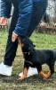 Photo №1. rottweiler - for sale in the city of Zrenjanin | Is free | Announcement № 129651