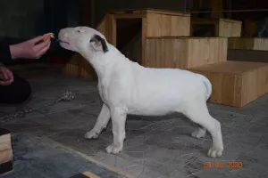 Photo №3. Bull terrier chic puppies. Belarus