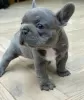 Additional photos: French Bulldog puppies