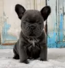 Photo №1. french bulldog - for sale in the city of Enontekiö | Is free | Announcement № 128346