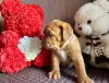 Additional photos: Dogue de Bordeaux puppies