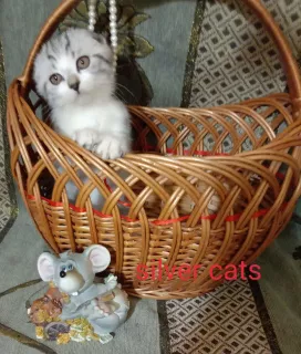 Photo №3. Scottish fold boy. Ukraine