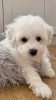 Photo №1. bichon frise - for sale in the city of Verla | 300$ | Announcement № 78190