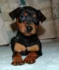 Photo №1. miniature pinscher - for sale in the city of Berlin | Is free | Announcement № 126290