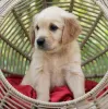 Additional photos: Adorable golden retriever puppies available now for sell