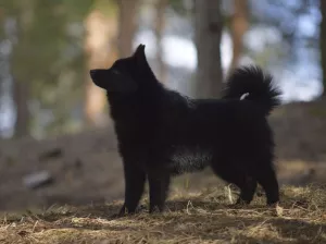 Additional photos: Schipperke. Puppies