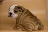 Photo №4. I will sell english bulldog in the city of Zaporizhia. private announcement - price - 10000$