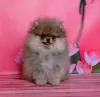 Photo №2 to announcement № 129649 for the sale of pomeranian - buy in Finland from nursery, breeder