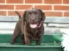 Photo №2 to announcement № 103931 for the sale of labrador retriever - buy in Cyprus 