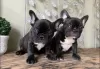 Photo №3. I am selling a good French bulldog. Poland