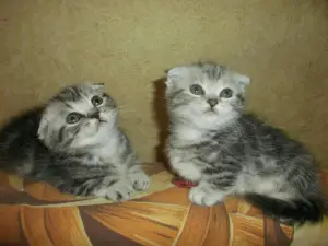 Additional photos: Munchkin kittens for sale (dachshund cat).