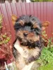 Photo №1. beaver yorkshire terrier, yorkshire terrier - for sale in the city of Vilnius | 475$ | Announcement № 100418