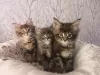 Photo №4. I will sell maine coon in the city of Харлем. private announcement - price - 317$