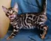 Additional photos: Bengal kittens