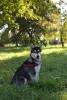 Additional photos: Siberian husky puppies