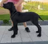 Photo №4. I will sell great dane in the city of Trąbki Małe. breeder - price - 1585$