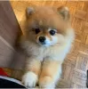 Photo №1. pomeranian - for sale in the city of Caracas | negotiated | Announcement № 50437