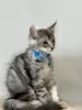 Additional photos: Palm Riviera Cattery Elite Maine Coon Kittens with Passport, Genetic Testing and