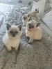 Photo №1. siamese cat - for sale in the city of Sydney | 400$ | Announcement № 131259