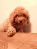 Photo №1. poodle (toy) - for sale in the city of Ессентукская | 304$ | Announcement № 127756