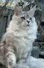 Photo №4. I will sell maine coon in the city of Taganrog. from nursery - price - 391$