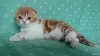 Photo №1. scottish fold - for sale in the city of Tver | 538$ | Announcement № 9311